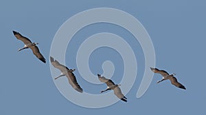 Demoiselle crane bird flying in sky