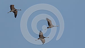 Demoiselle crane bird flying in sky