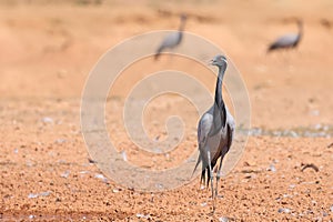 A Demoiselle crane bird in the middle of Rajasthan desert, India.