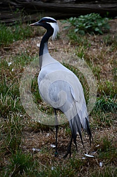 A Demoiselle Crane Bird in the Outdoor