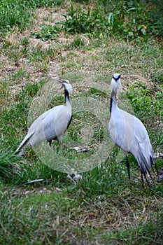 A Demoiselle Crane Bird in the Outdoor