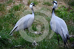 A Demoiselle Crane Bird in the Outdoor