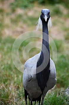 A Demoiselle Crane Bird in the Outdoor