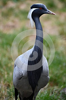 A Demoiselle Crane Bird in the Outdoor