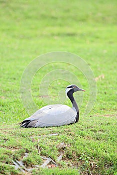 Demoiselle Crane Bird sitting