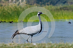 Demoiselle crane bird standing in river water. Grus virgo. Anthropoides virgo.