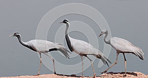 Demoiselle crane birds migrate to Rajasthan, India