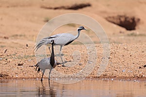 Demoiselle crane birds migrate to Rajasthan, India from Mongolia during winter time