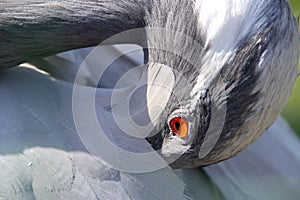 Demoiselle crane is cleaning its feather