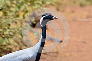 Demoiselle crane close up