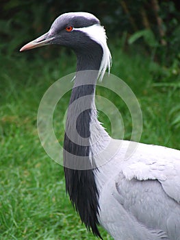 Demoiselle Crane close up