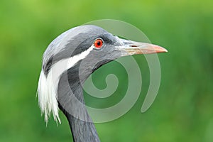 Demoiselle crane