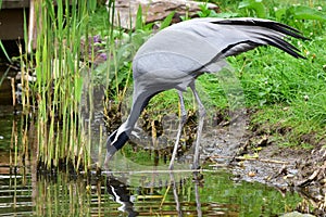 Demoiselle crane at drinking