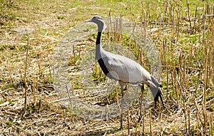 Demoiselle Crane among the dry grass side view