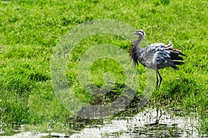 Demoiselle Crane drying the feather