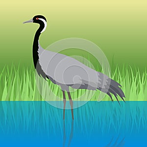 Demoiselle Crane Flat Design Vector Illustration