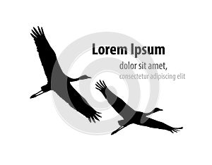 Demoiselle crane in flight silhouette. Template design for banner, t-shirt, cover