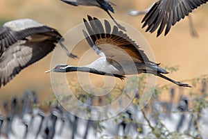 Demoiselle Crane in Khichan in India photo