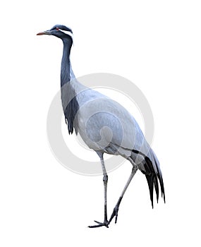 Demoiselle crane full length isolated on white background. Wild water birds