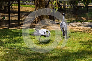 Demoiselle crane Grus virgo