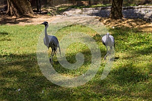 Demoiselle crane Grus virgo