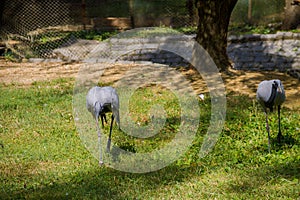 Demoiselle crane Grus virgo