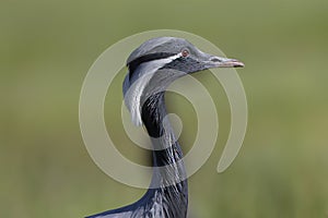 The demoiselle crane (Grus virgo)