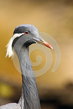 The demoiselle crane Grus virgo, portrait with yellow background