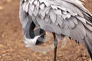 Demoiselle crane Grus virgo preens