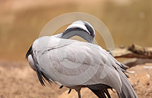 Demoiselle crane Grus virgo preens