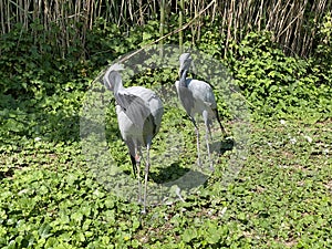 Demoiselle crane Grus virgo, syn. Anthropoides virgo, Der Jungfernkranich, Grue demoiselle, Grulla Damisela - Switzerland photo