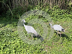 Demoiselle crane Grus virgo, syn. Anthropoides virgo, Der Jungfernkranich, Grue demoiselle, Grulla Damisela - Switzerland