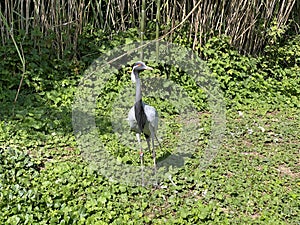 Demoiselle crane Grus virgo, syn. Anthropoides virgo, Der Jungfernkranich, Grue demoiselle, Grulla Damisela - Switzerland