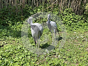 Demoiselle crane Grus virgo, syn. Anthropoides virgo, Der Jungfernkranich, Grue demoiselle, Grulla Damisela - Switzerland