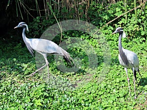 Demoiselle crane Grus virgo, syn. Anthropoides virgo, Der Jungfernkranich, Grue demoiselle, Grulla Damisela - Switzerland