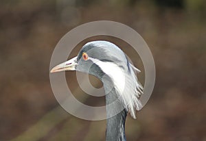 Demoiselle crane head