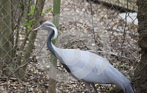 Demoiselle Crane inside a Cyclone Fence