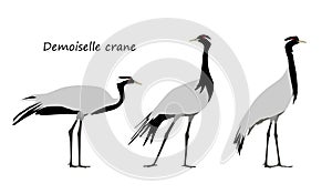 Demoiselle crane isolated on white background