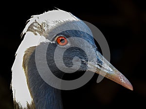 Demoiselle Crane Looking at Camera