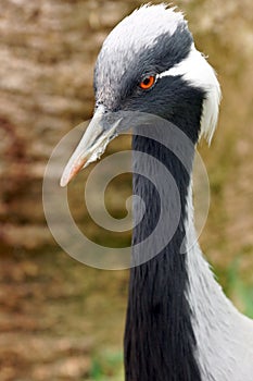 Demoiselle Crane Portrait, Anthropoides virgo.