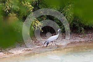 Demoiselle crane by the river