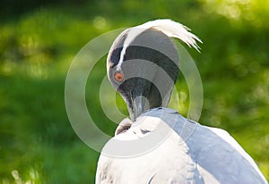 Demoiselle crane is scratching itself by its beak