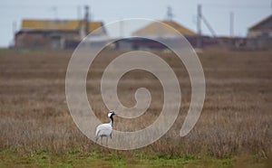 Demoiselle crane stands in a spring field