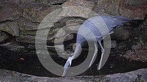 Demoiselle crane walks on a pond and looks for food