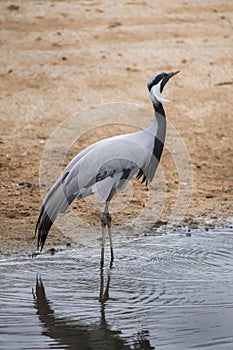 Demoiselle crane (Anthropoides virgo).