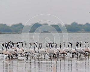 Demoiselle Cranes