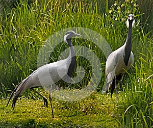 Demoiselle Cranes