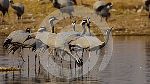 Demoiselle cranes drinking water in flocks