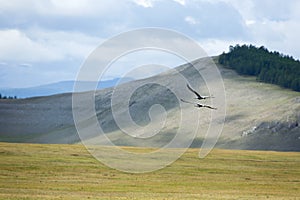 Demoiselle cranes in flight