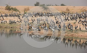 A Demoiselle Cranes flock together